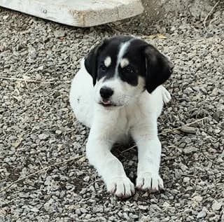 TERI (ΤΕΡΗ), male puppy Mixed Breed for adoption at Dogs Voice, Athens