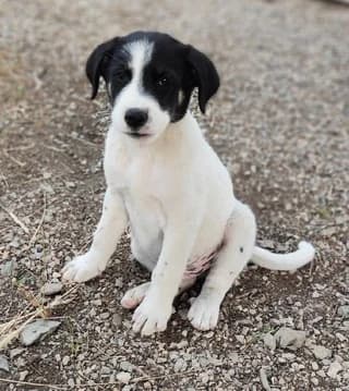 MAX (ΜΑΞ), male puppy Mixed Breed for adoption at Dogs Voice, Athens