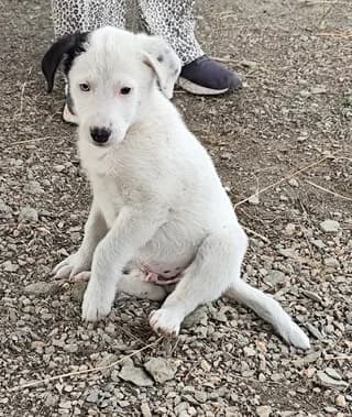 SOTOS (ΣΩΤΟΣ), male puppy Mixed Breed for adoption at Dogs Voice, Athens