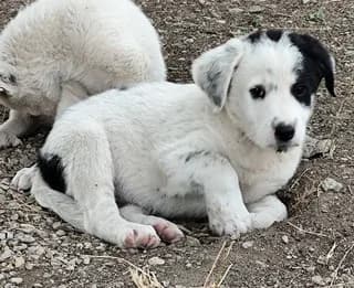 RENOS (ΡΕΝΟΣ), male puppy Mixed Breed for adoption at Dogs Voice, Athens