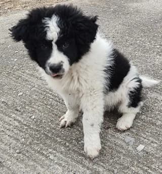 LOLA (ΛΟΛΑ), female puppy Mixed Breed for adoption at Dogs Voice, Athens