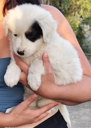 SPOT (ΣΠΟΤ), male puppy Mixed Breed for adoption at Dogs Voice, Athens