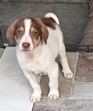 TOM (ΤΟΜ), male puppy Mixed Breed for adoption at Dogs Voice, Athens