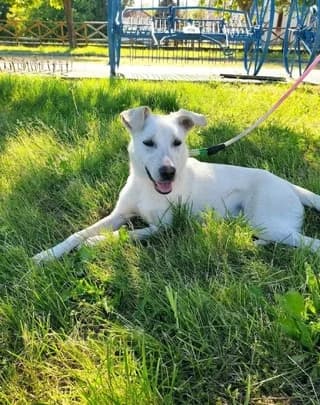 Diva, female puppy Mixed Breed for adoption at Dogs Voice, Athens