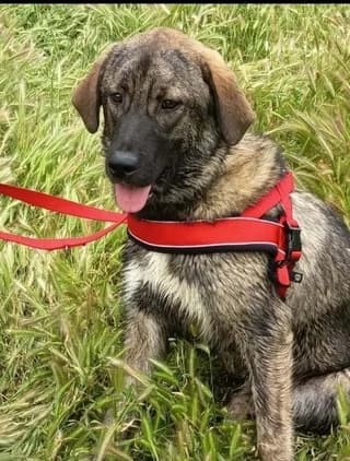 Άrla (Άρλα), female puppy Mixed Breed for adoption at Dogs Voice, Athens