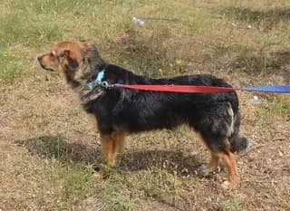 Leo, male puppy Mixed Breed for adoption at Dogs Voice, Athens