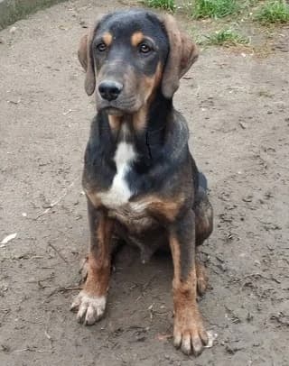 NINO (ΝΙΝΟ), male puppy Mixed Breed for adoption at Dogs Voice, Athens