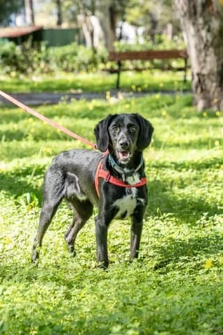 #Pol (#Πολ), male young Mixed Breed for adoption at Dogs Voice, Athens