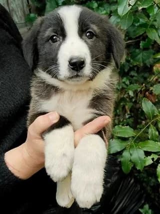 Penny (Πέννυ), female puppy Mixed Breed for adoption at Dogs Voice, Athens