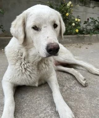 Άrtemis (Άρτεμις), female 3yo Mixed Breed for adoption at Dogs Voice, Athens