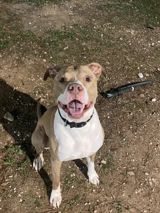 Chiko, male 7yo Mixed Breed for adoption at Dogs Voice, Athens