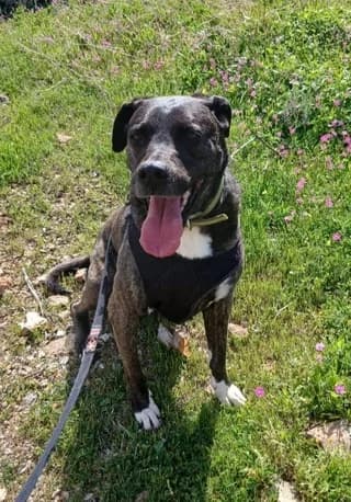 Foivi (Φοίβη), female 7yo Mixed Breed for adoption at Dogs Voice, Athens