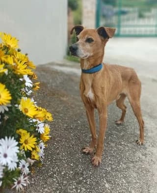 Leyterakis (Λευτεράκης), Mixed Breed (Dogs Voice)