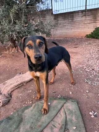 Buddy, Mixed Breed (Dogs Voice)