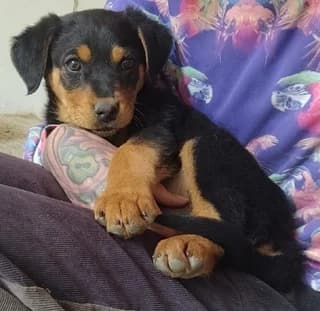 Mina (Μίνα), female puppy Mixed Breed for adoption at Dogs Voice, Athens