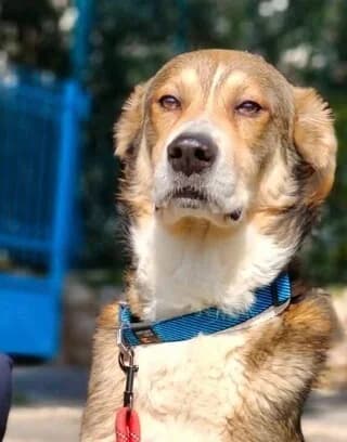 Roky (Ρόκυ), Mixed Breed (Dogs Voice)