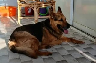 Mpetoven (Μπετόβεν), Mixed Breed (Dogs Voice)