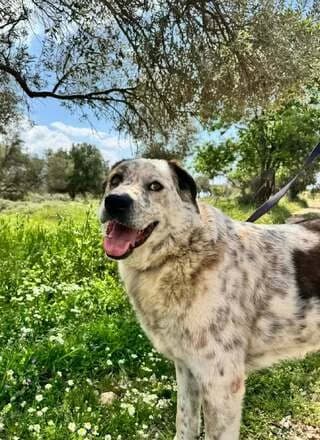 Tzef (Τζεφ), male 3yo Mixed Breed for adoption at Dogs Voice, Athens
