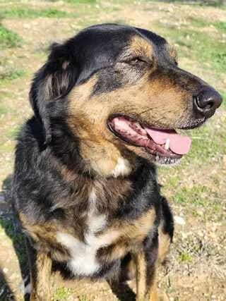 Rokoy (Ρόκου), female 3yo Mixed Breed for adoption at Dogs Voice, Athens