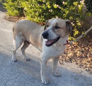 Petros (Πέτρος), male 3yo Mixed Breed for adoption at Dogs Voice, Athens