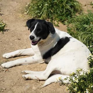 Lydia (Λυδία), female 3yo Mixed Breed for adoption at Dogs Voice, Athens