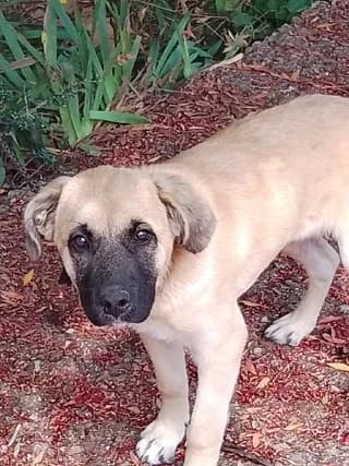 Spitha (Σπίθα), female puppy Mixed Breed for adoption at Dogs Voice, Athens