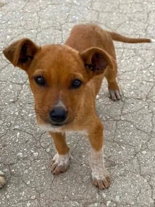 Fanoyla (Φανούλα), female puppy Mixed Breed for adoption at Dogs Voice, Athens