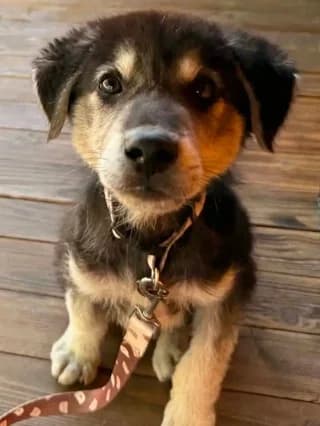 Thiontor (Θίοντορ), male puppy Mixed Breed for adoption at Dogs Voice, Athens