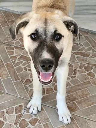 Roxy (Ρόξυ), female puppy Mixed Breed for adoption at Dogs Voice, Athens
