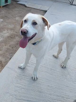 LOYI (ΛΟΥΗ), male young Mixed Breed for adoption at Dogs Voice, Athens