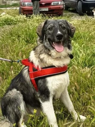 Ίris (Ίρις), female puppy Mixed Breed for adoption at Dogs Voice, Athens