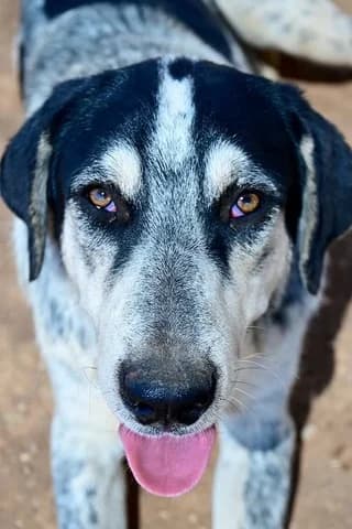 Gkrei (Γκρέι), male young Mixed Breed for adoption at Dogs Voice, Athens