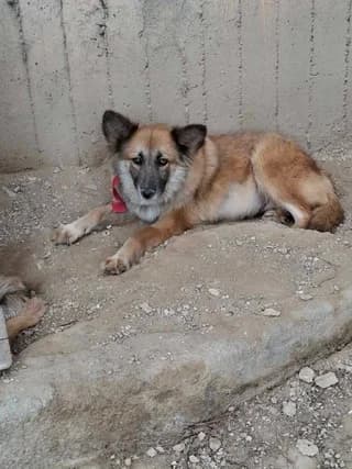 Alepoy (Αλεπού), female 3yo Mixed Breed for adoption at Dogs Voice, Athens