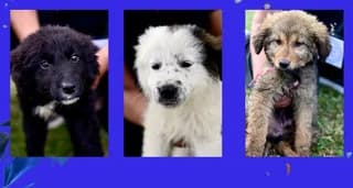 Imiaima setter (Ημίαιμα σεττερ), male puppy Mixed Breed for adoption at Dogs Voice, Athens
