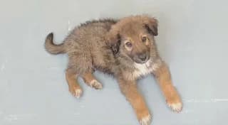 Brauny, male puppy Mixed Breed for adoption at Dogs Voice, Athens