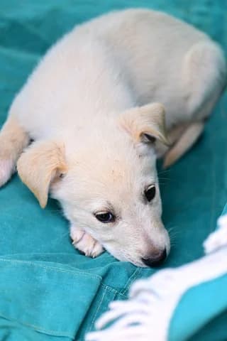 Leykos (Λευκός), male puppy Mixed Breed for adoption at Dogs Voice, Athens