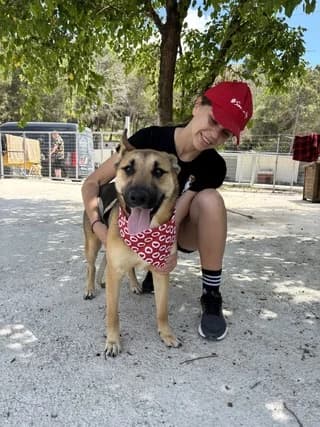 Fox, male young Mixed Breed for adoption at Dogs Voice, Athens