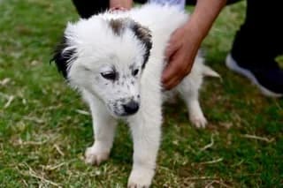 Giasemis (Γιασεμής), male puppy Mixed Breed for adoption at Dogs Voice, Athens