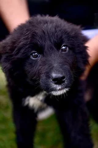 Asterios (Αστέριος), male puppy Mixed Breed for adoption at Dogs Voice, Athens