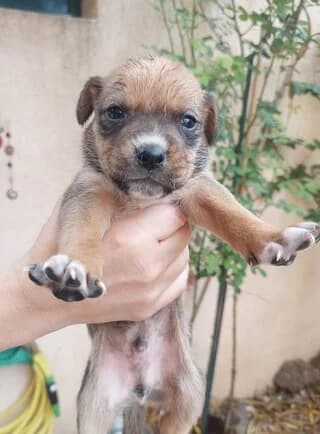 KAMEL (ΚΑΜΕΛ), male puppy Mixed Breed for adoption at Dogs Voice, Athens