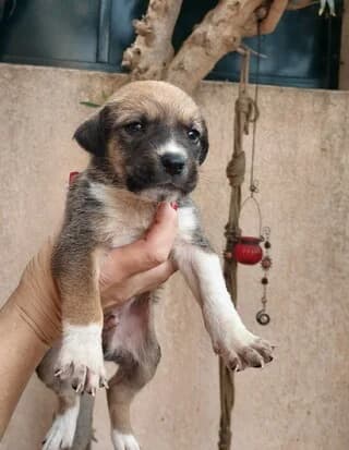 ROKY (ΡΟΚΥ), male puppy Mixed Breed for adoption at Dogs Voice, Athens