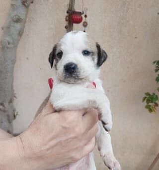 MPARNEΫ (ΜΠΑΡΝΕΫ), male puppy Mixed Breed for adoption at Dogs Voice, Athens