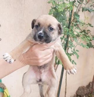 SKOYMPY (ΣΚΟΥΜΠΥ), male puppy Mixed Breed for adoption at Dogs Voice, Athens