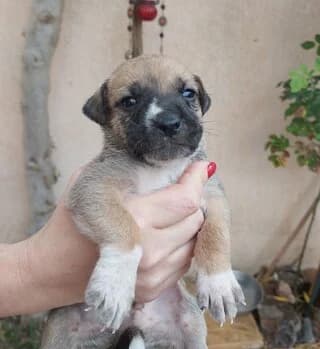 TSARLY (ΤΣΑΡΛΥ), male puppy Mixed Breed for adoption at Dogs Voice, Athens