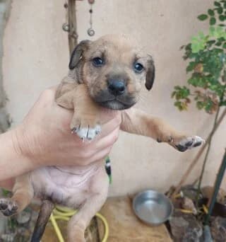 POLA (ΠΟΛΑ), female puppy Mixed Breed for adoption at Dogs Voice, Athens
