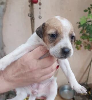 NTAIZI (ΝΤΑΙΖΗ), female puppy Mixed Breed for adoption at Dogs Voice, Athens