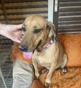 Dalí, female 3yo Mixed Breed for adoption at Dogs Voice, Athens