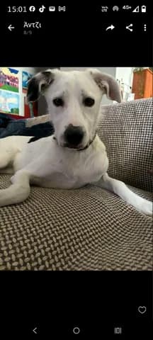 Moly (Μολυ), female young Mixed Breed for adoption at Dogs Voice, Athens