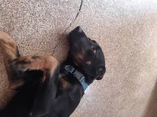 Lagoniko (Λαγωνικό), male puppy Mixed Breed for adoption at Dogs Voice, Athens