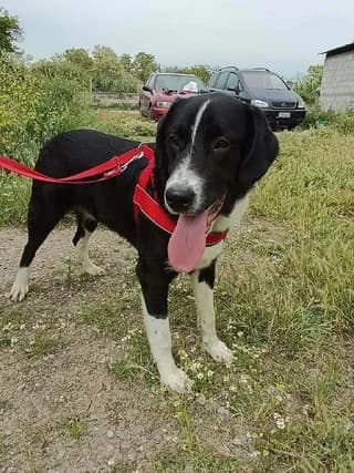 Markos (Μάρκος), male puppy Mixed Breed for adoption at Dogs Voice, Athens